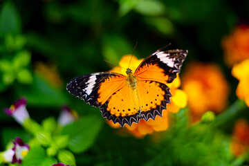 A beautiful butterfly sips sweet nectar from the vibrant garden flowers