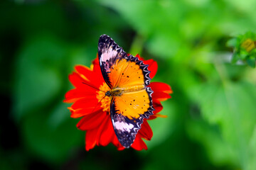 A beautiful butterfly sips sweet nectar from the vibrant garden flowers