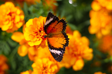 A beautiful butterfly sips sweet nectar from the vibrant garden flowers