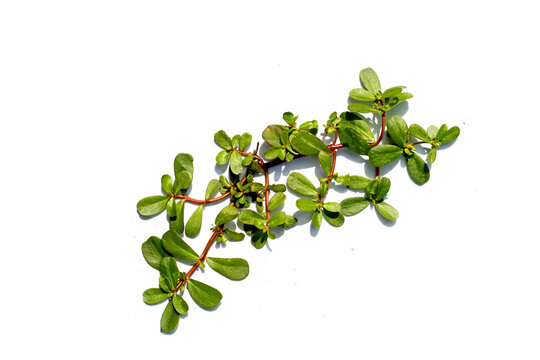 Common purslane or Portulaca oleracea, Edible and medicinal uses.