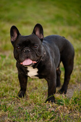 Fototapeta premium French bulldog dog standing on grass during walk in park on hot summer day with his tongue hanging out, sweltering in heat. Pet and heat concept