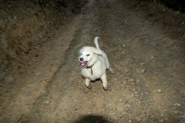 Young Pyrenean Mastiff showing teeth while playing