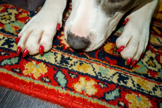 Dog With Red Painted Nails Resting on a Colorful Rug