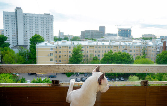Dog Looking at the City Landscape From Home Balcony