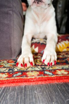 Dog With Red Nails Resting on a Colorful Rug in a Cozy Indoor Setting