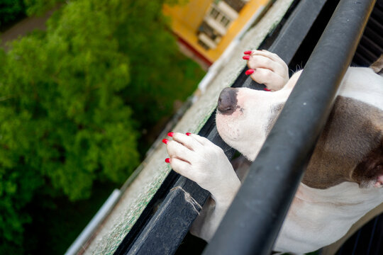 Dog Looking Over Balcony With Colorful Nails in a Green Setting