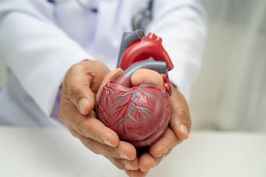 Cardiovascular disease CVD, doctor with heart human model anatomy for treatment patient in hospital.