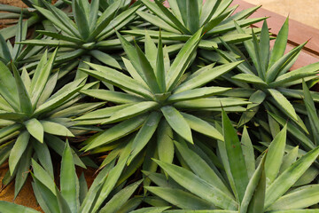 Agave plants, possibly Agave americana or Agave angustifolia, with long, pointed, succulent leaves