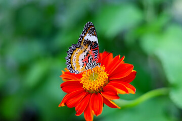 A beautiful butterfly sips sweet nectar from the vibrant garden flowers
