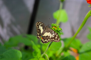A beautiful butterfly sips sweet nectar from the vibrant garden flowers
