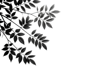 Dark moody branches with leaves isolated on transparent background