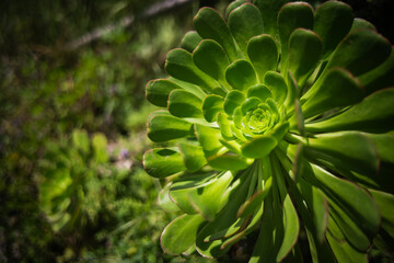 Close-up of a green succulent plant in sunlight