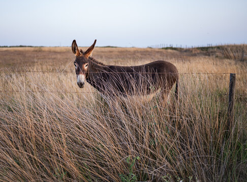 Donkey standing in a dry grassy field at sunset - Powered by Adobe