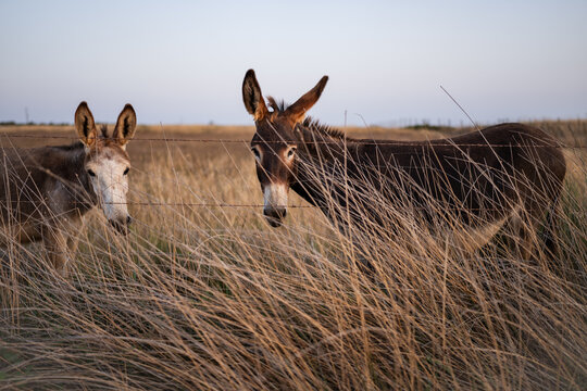 Two donkeys standing in tall dry grass behind a wire fence