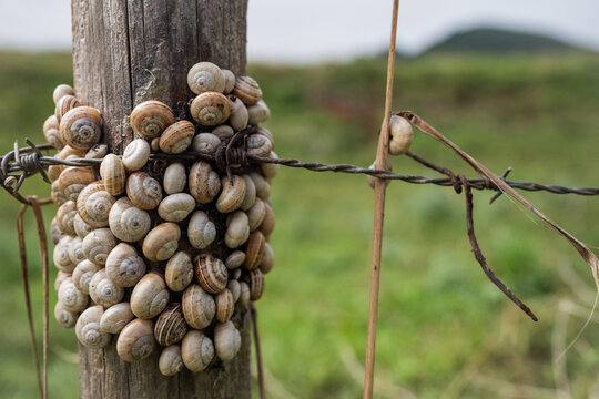 Cluster of snails on wooden fence post in countryside