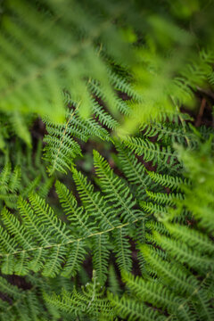 Close-up of green fern leaves in the forest