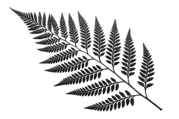 Detailed dark fern frond isolated on transparent background