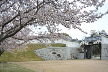 桜と城