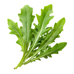 Fresh arugula leaves close-up (3)