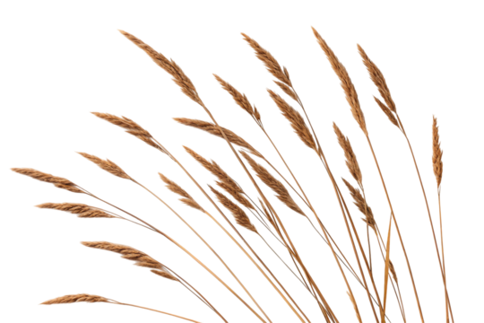 Close up of dry grass stalks with seed heads isolated on transparent background