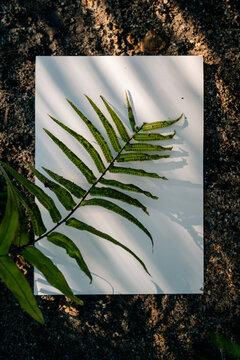 Fern Leaf Resting on a Clean White Sheet in Natural Sunlight