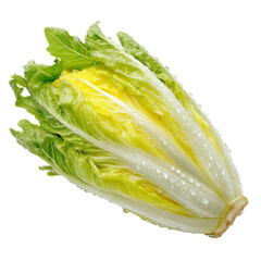 Fresh, yellow-green head of bok choy, wet leaves