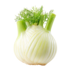 Fresh fennel bulb with green fronds (7)