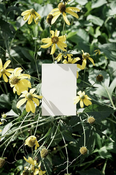 Organic photography yellow flower blooms empty card nature mock-up