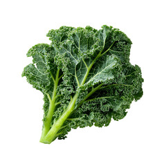 Close-up of fresh kale leaf