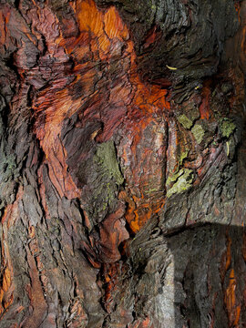bark of tree