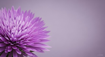 Beautiful Purple Aster Flower Close-up on a Soft Lilac Background with Copy Space