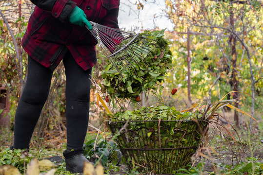 Unrecognizable woman rakes leaves in her garden.