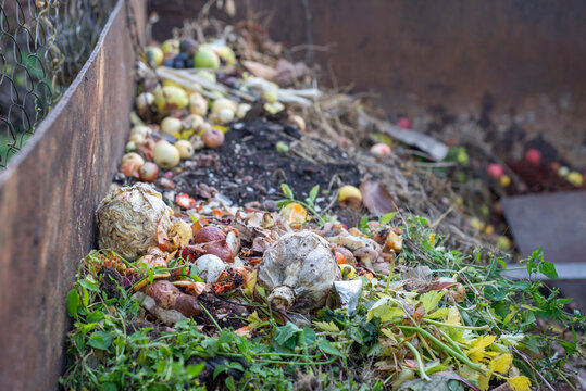 Compost bin with organic waste