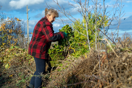 woman carries a basket of leaves to a compost heap.