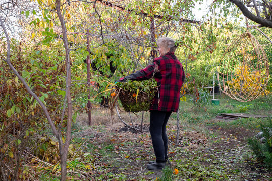 woman carries a basket of leaves to a compost heap.