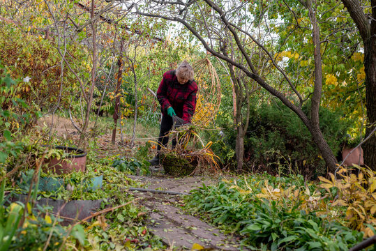 Elderly woman rakes leaves in her garden.