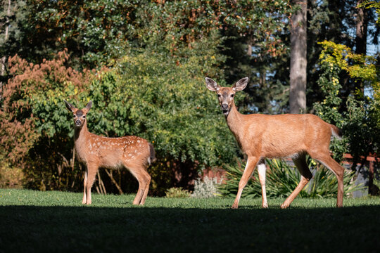Candid moment of two deer in a sunlit garden, family and nature
