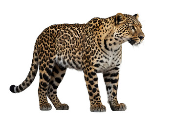 Leopard Isolated White Background,Transparent PNG