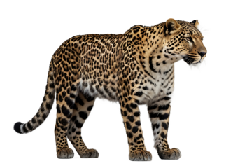 Leopard Isolated White Background,Transparent PNG