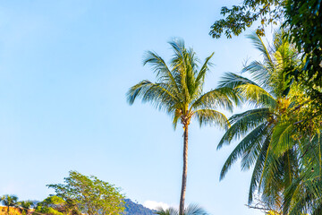 Obraz premium Tropical Palms Palm tree trees in the blue sky Thailand.