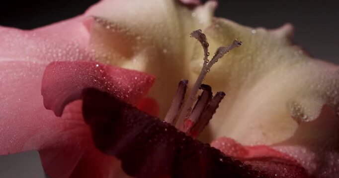 The bud of the sword lily gladiolus shimmers elegantly in the dark, showing off its delicate colors and texture. Footage for holiday content - Valentine's Day, Wedding