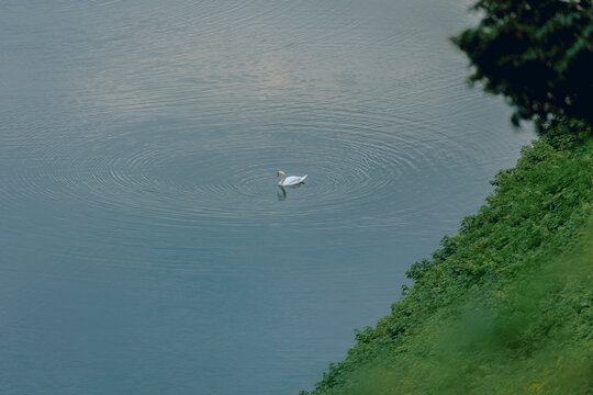 Lone Ripple: A Swan's Silhouette on the Evening Water.