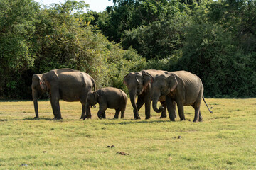 Elephants in National Park safari, Sri Lanka