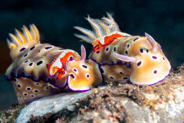 hypselodoris tryoni nudibranch with emperor shrimp 