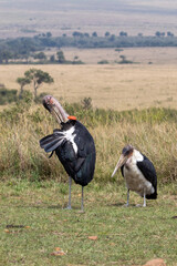 Marabou stork mother with juvenile chick in Maasai Mara National Park in Kenya Africa KEN