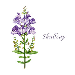 Skullcap herb vintage style botanical watercolor illustration. Hand drawn medicinal organic plant with violet flowers and leaves. Skullcap herbal medicine ingredient isolated on white background