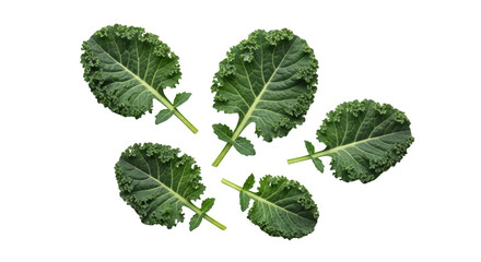Modern fresh green kale leaves isolated still life photo highlighting kale, leaves, green ideal for branding or digital marketing content
