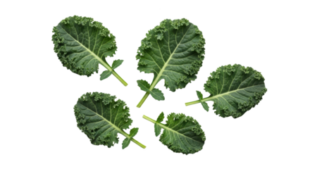 Modern fresh green kale leaves isolated still life photo highlighting kale, leaves, green ideal for branding or digital marketing content