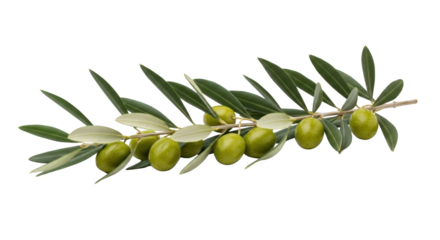 Fresh Green Olives on Branch with Leaves minimalist composition with olive, olives, green for professional product catalog or stock marketplace use