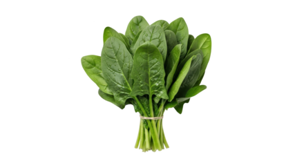 Creative fresh green spinach bunch with water droplets presentation showing spinach, vegetable, greens concept suitable for advertising or e-commerce design